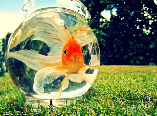 “Goldie” the Gold Fish teaches Us about Life Losses